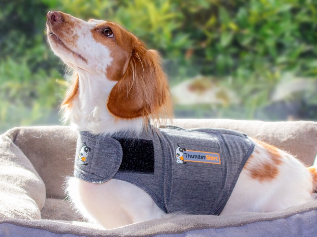 dog wearing Thundershirt