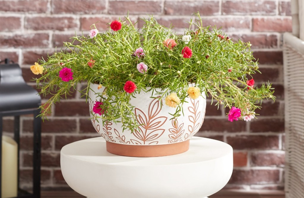 Terracotta planter with leaf designs on it sitting on a small table. The planter has a rose plant in it.