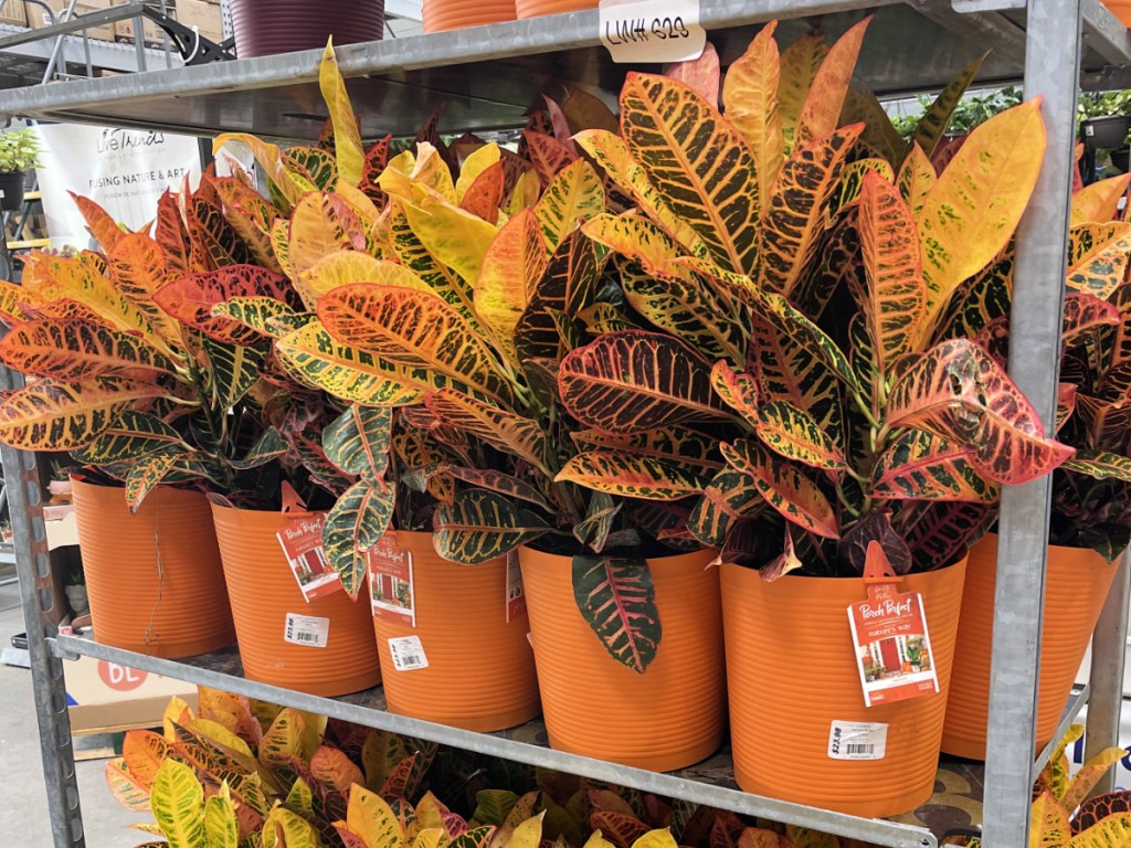 Colorful Fall Plant at Lowe's