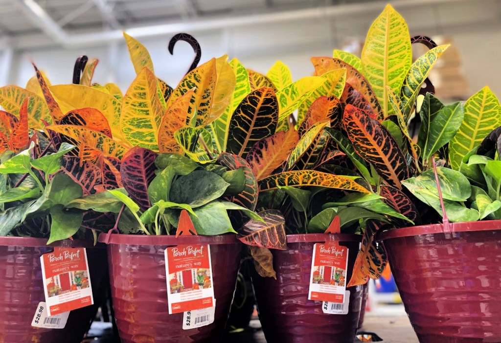 Hanging Fall Plant at Lowe's