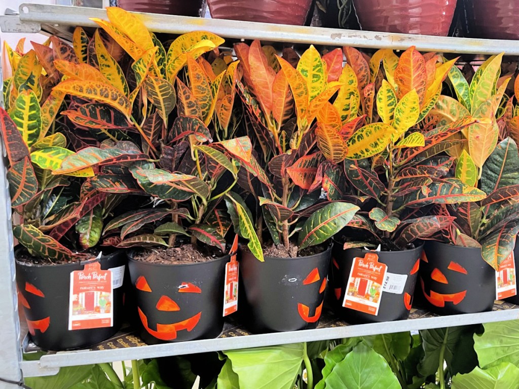 Jack-O-Lantern Halloween Plant at Lowe's