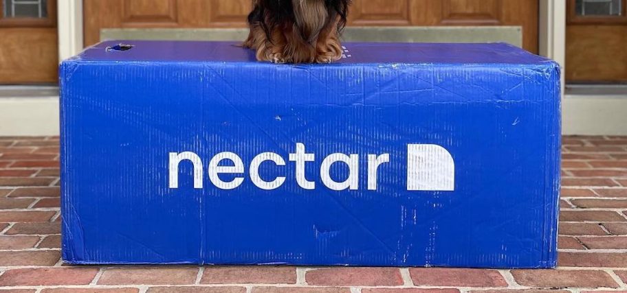 dog sitting on blue nectar cooling mattress