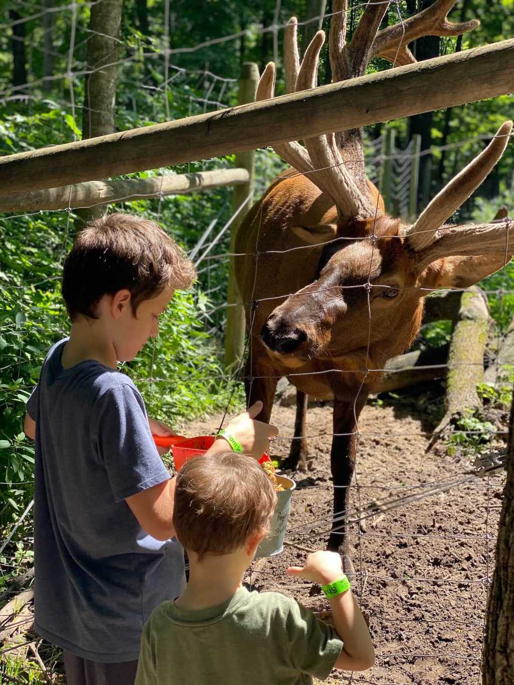 boy standing in front of deer with food