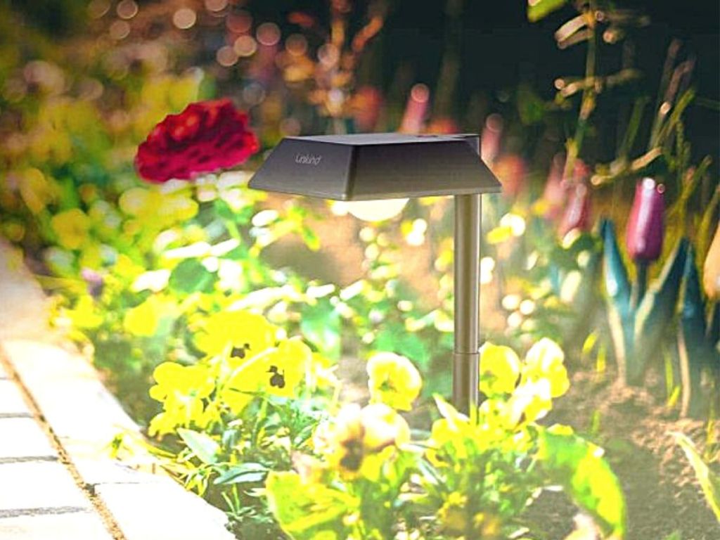 solar light in garden