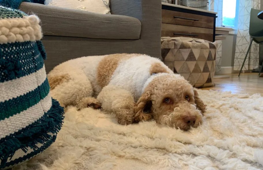 dog laying on carpet wondering how much is pet insurance