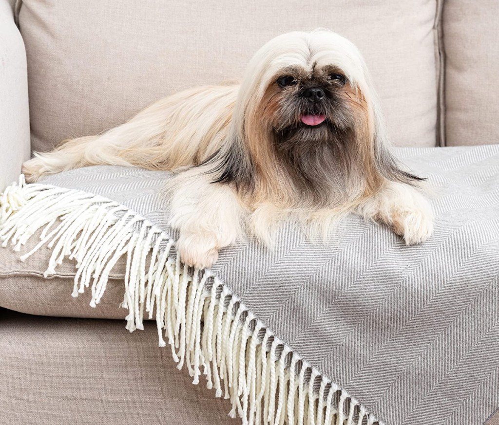 dog sitting on gray herringbone blanket with fringe