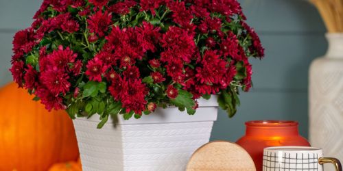 Live Fall Scented Mums Available for Pre-Order on Walmart.com | Apple Pie, Candy Corn, & More!