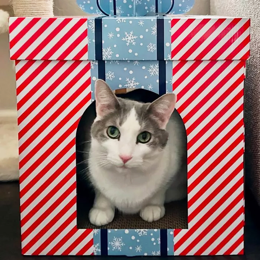 cat inside a striped present shaped cat scratcher house