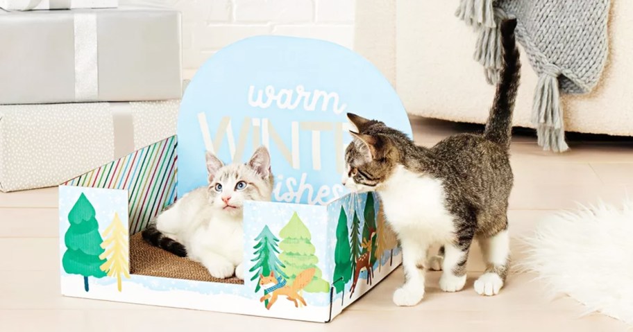 two kittens on a winter cat scratcher box