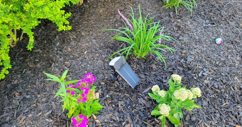 solar light in flower bed