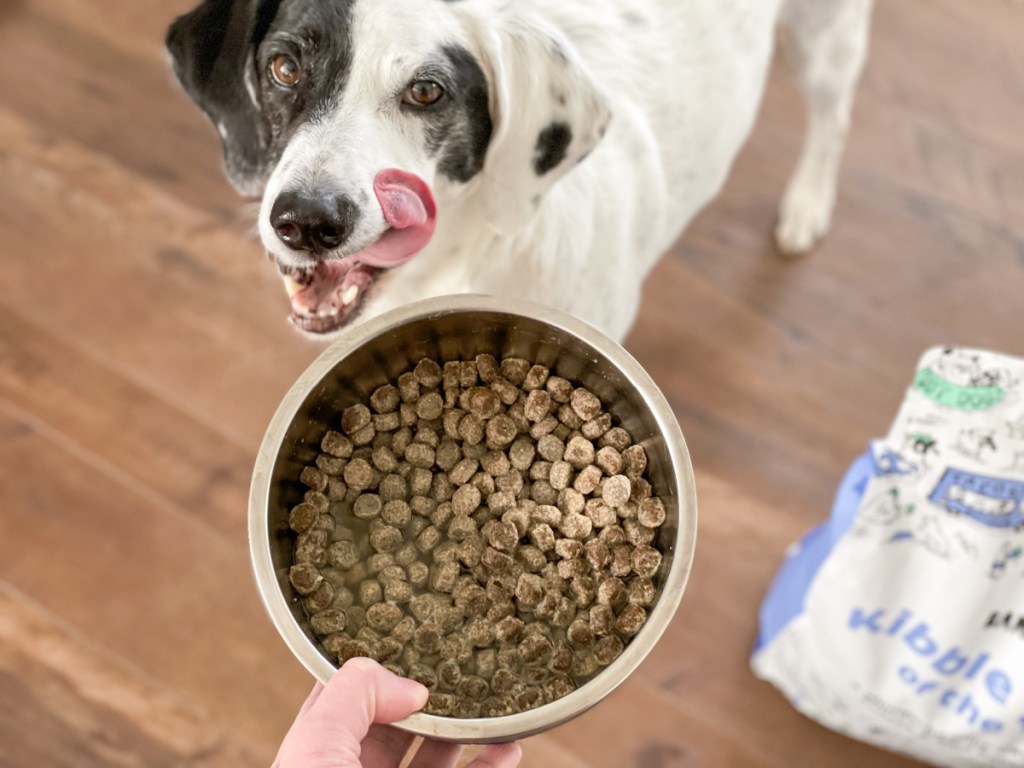 dog licking her lips for Bark Foods