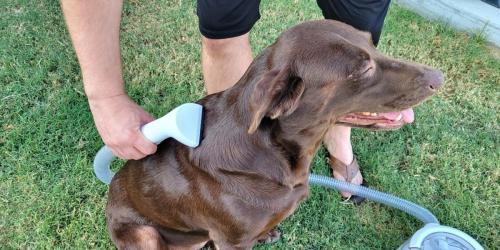 Dog Grooming Vacuum Kit Just $91.93 Shipped on Amazon | Trims, Removes, & Traps Shedding Fur