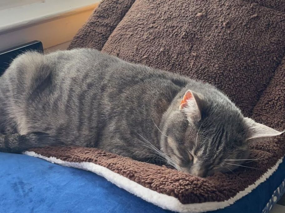 Cat laying on a K&H self-warming pet bed