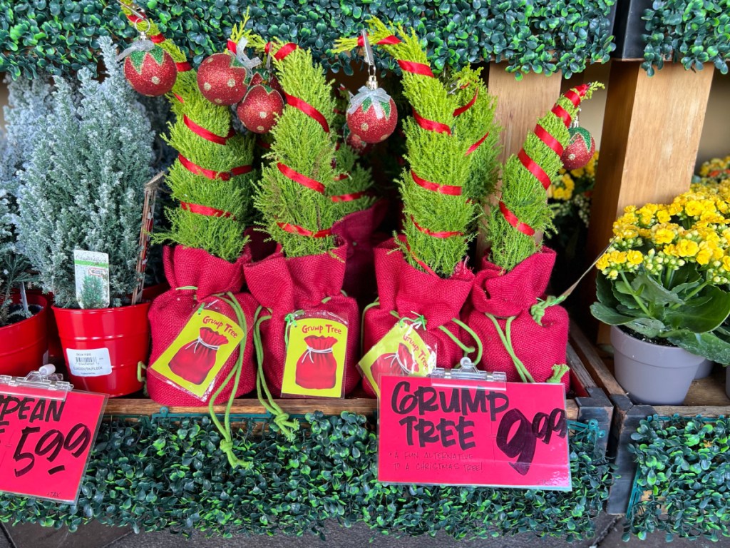 Grump Tree trees on display at Trader Joes