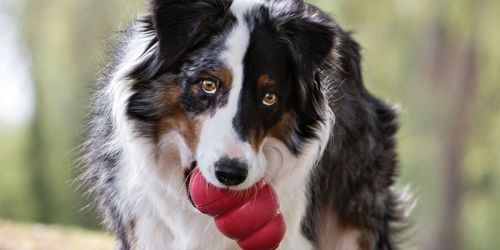 Stackable Savings on Dog Treats & Toys at PetSmart | Kong Toys from $1 Each