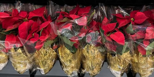 Lowe’s Potted 1-Quart Poinsettias Only $1.98