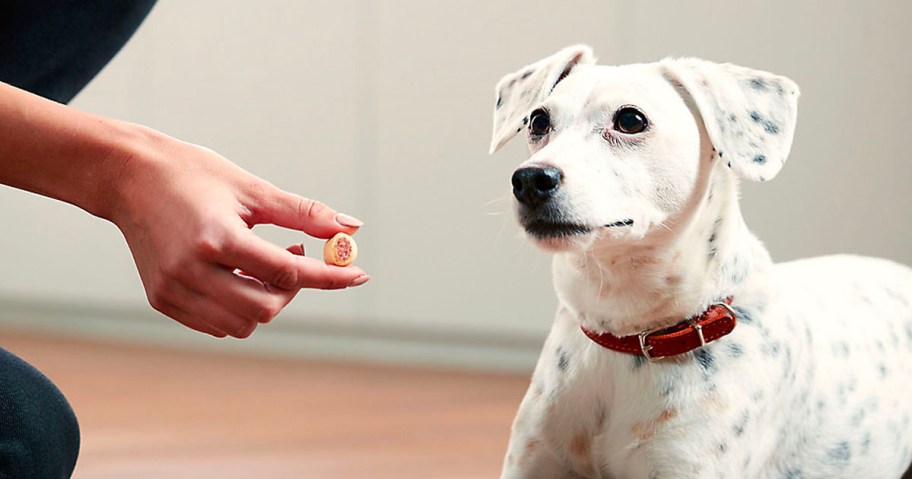 milkbone macrosnacks with dog
