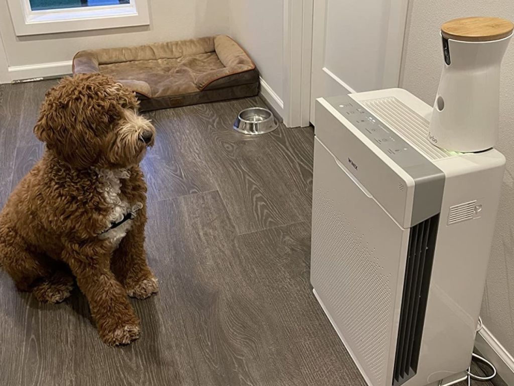 Dog sitting looking at a Furbo treat dispenser