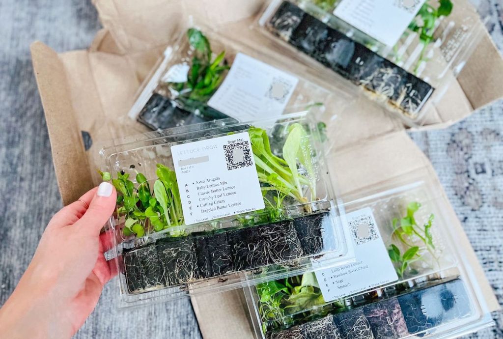 hand holding various species of seedlings