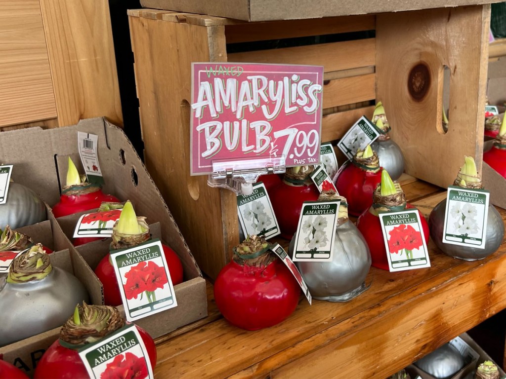 amaryllis bulbs at trader joes