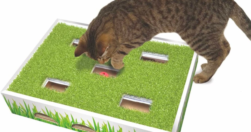 gray tabby cat playing on grass track cat toy