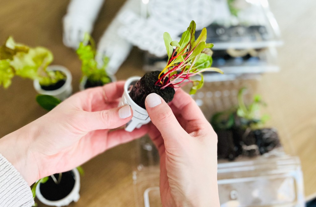 hands putting seedling into pod