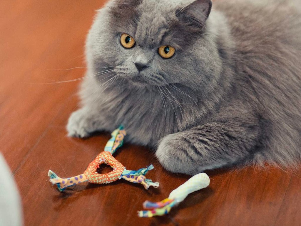 gray cat playing with two cat chew toys