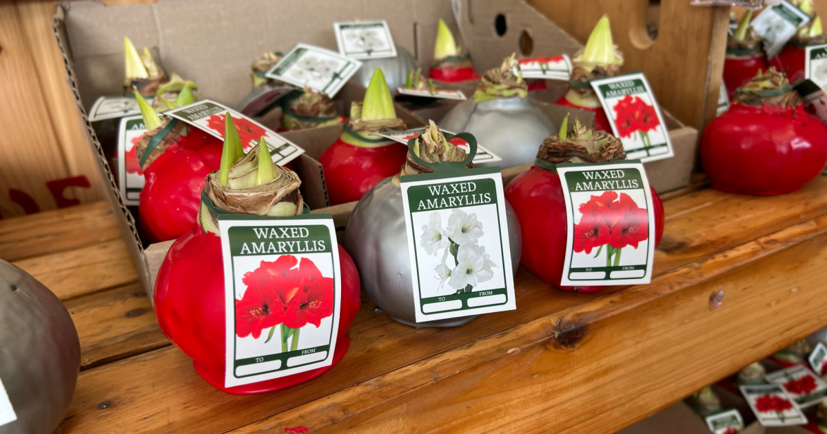 red and silver waxed amaryllis bulbs on a trader joe's store display