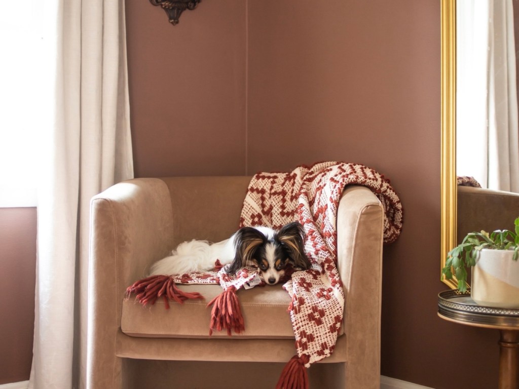 dog resting on tan chair