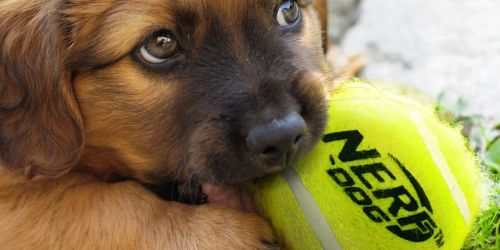 Nerf Dog Squeaker Tennis Balls 4-Pack Only $4.99 on Chewy.com (Regularly $12)