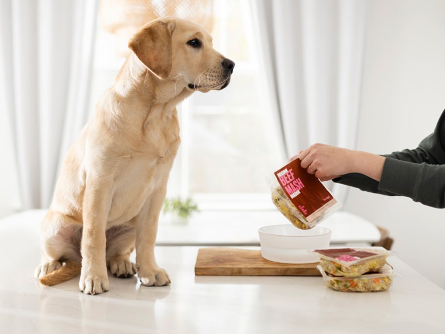 woman feeding her dog nom nom dog food