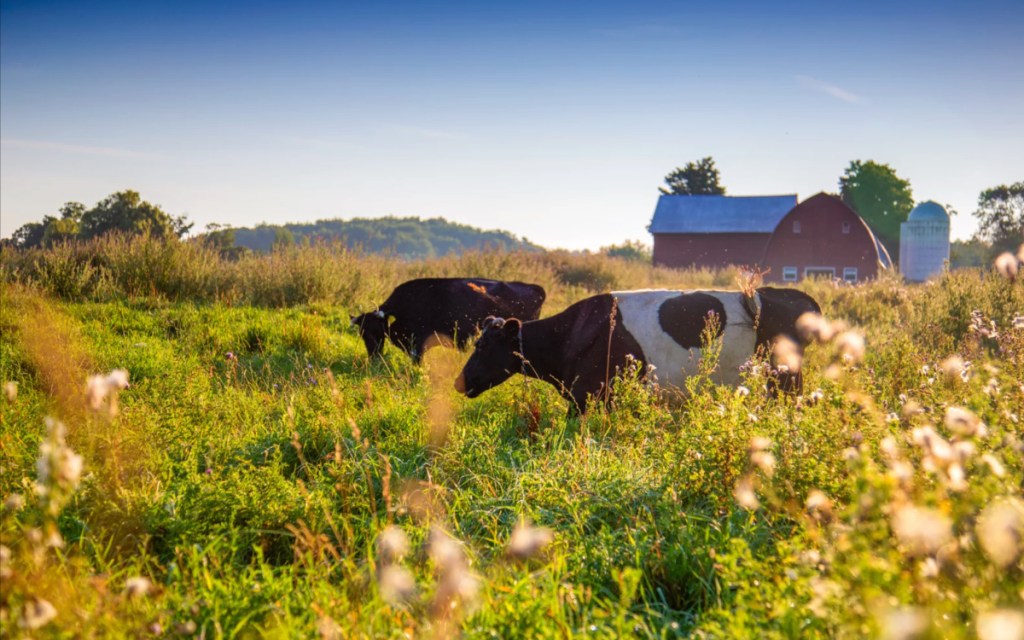 cow in meadow