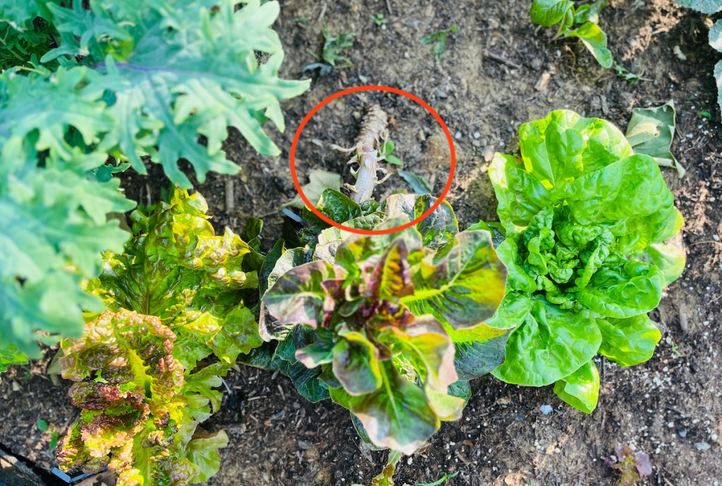 lettuces in dirt outside