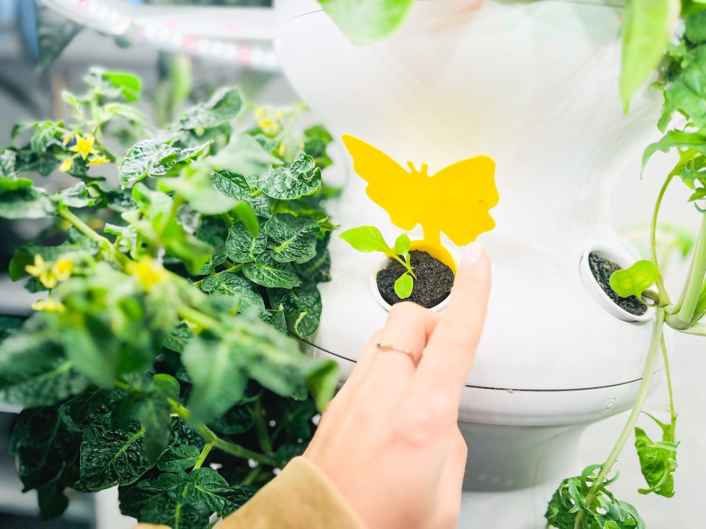 hand pointing to yellow butterfly gnat catcher on lettuce grow farmstand