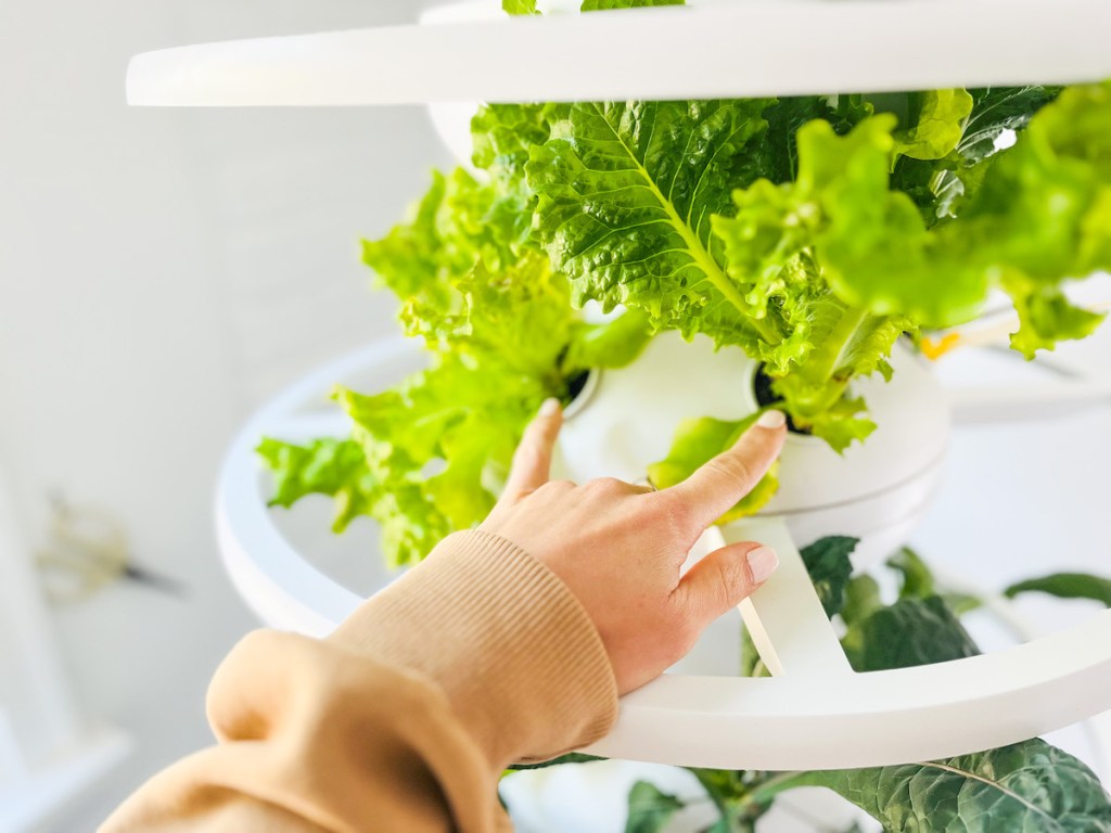 fingers pointing to different heads of lettuce on hydroponic garden farmstand