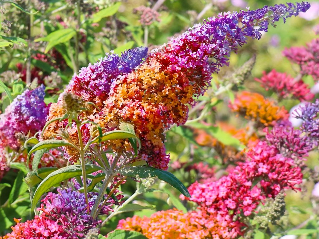 rainbow colored butterfly bush flowers