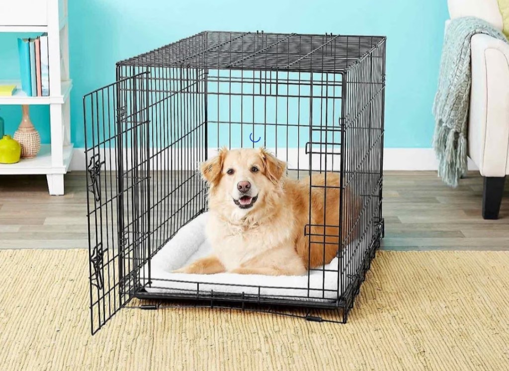 Dog sitting on a bed in a crate
