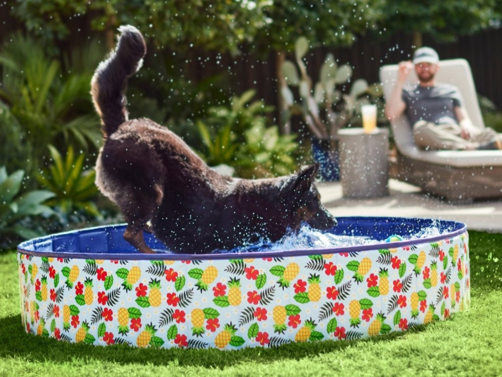 Dog in a swimming pool