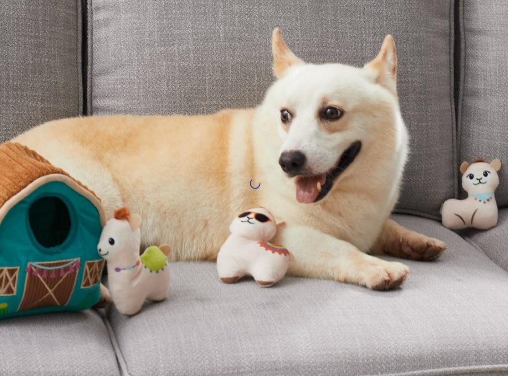 Dog sitting with plush llama toys