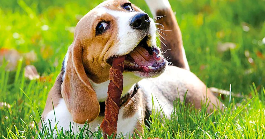 dog eating cadet triple chew treat in grass