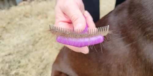 Pet Grooming Brush Only $7.99 on Amazon | Includes 3 Different Sized Comb Attachments