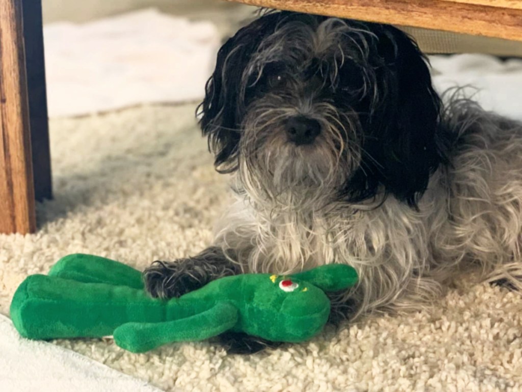 small dog laying on carpet with green gumby toy next to it