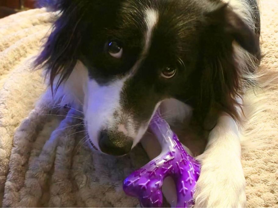 A cute black and white pup chewing on a purple toy 