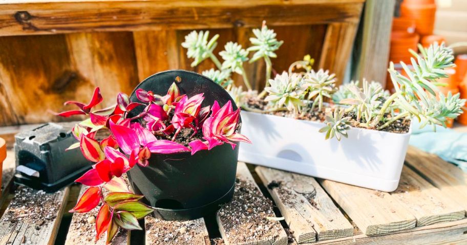 A selection of Target self watering planters