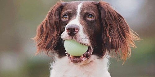 70% Off ChuckIt Dog Toys on Petco.com | Fetch Ball 3-Count Just $6 (Regularly $20)