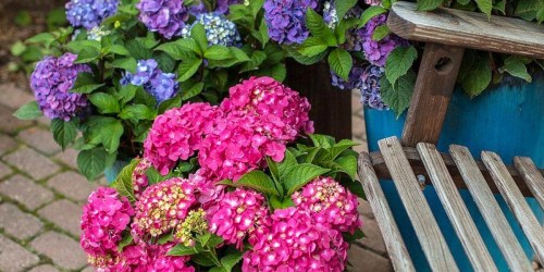 Buy Plants Online for Up to 50% Off on HomeDepot.com + Free Shipping | Hydrangeas, Roses & More