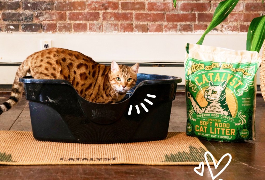 cat in a litter box next to bag of catalyst litter