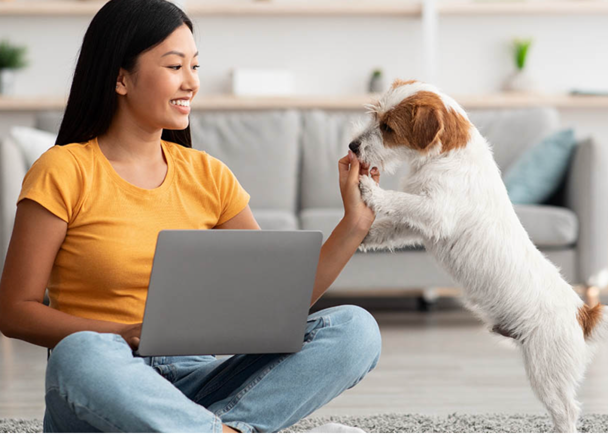 Dog Academy Online Dog Training