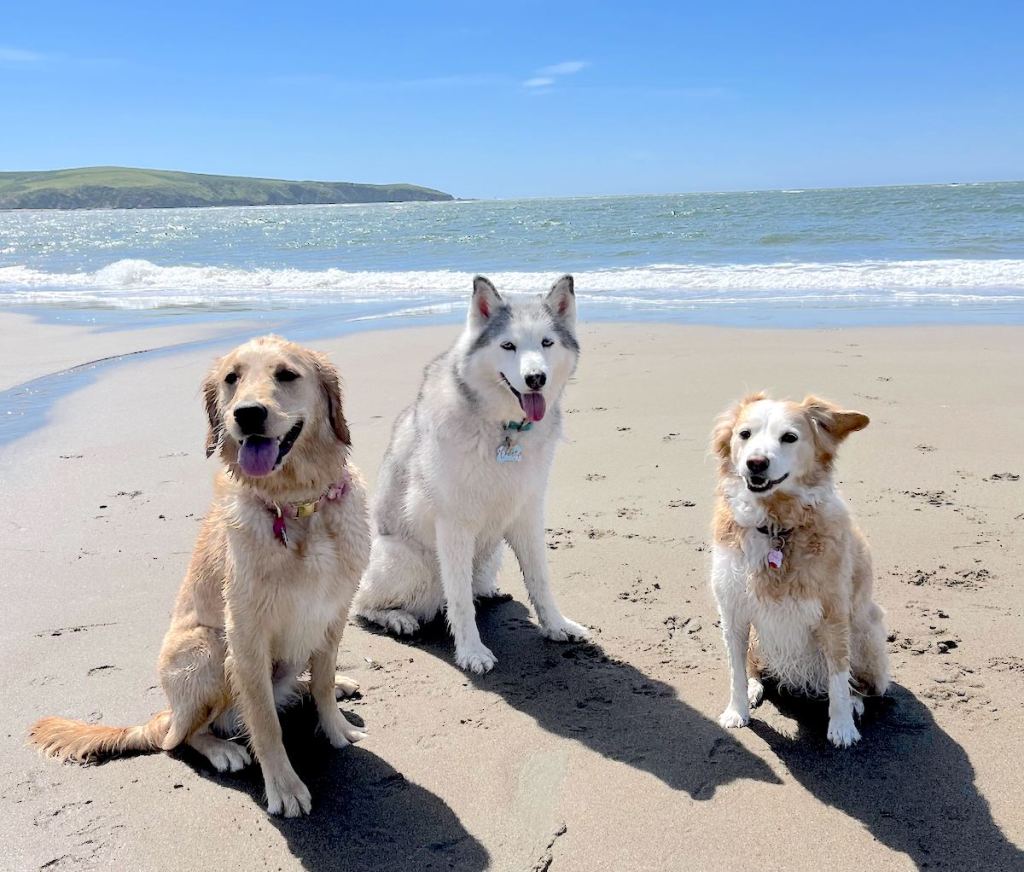 three dogs sitting on sandy beach
