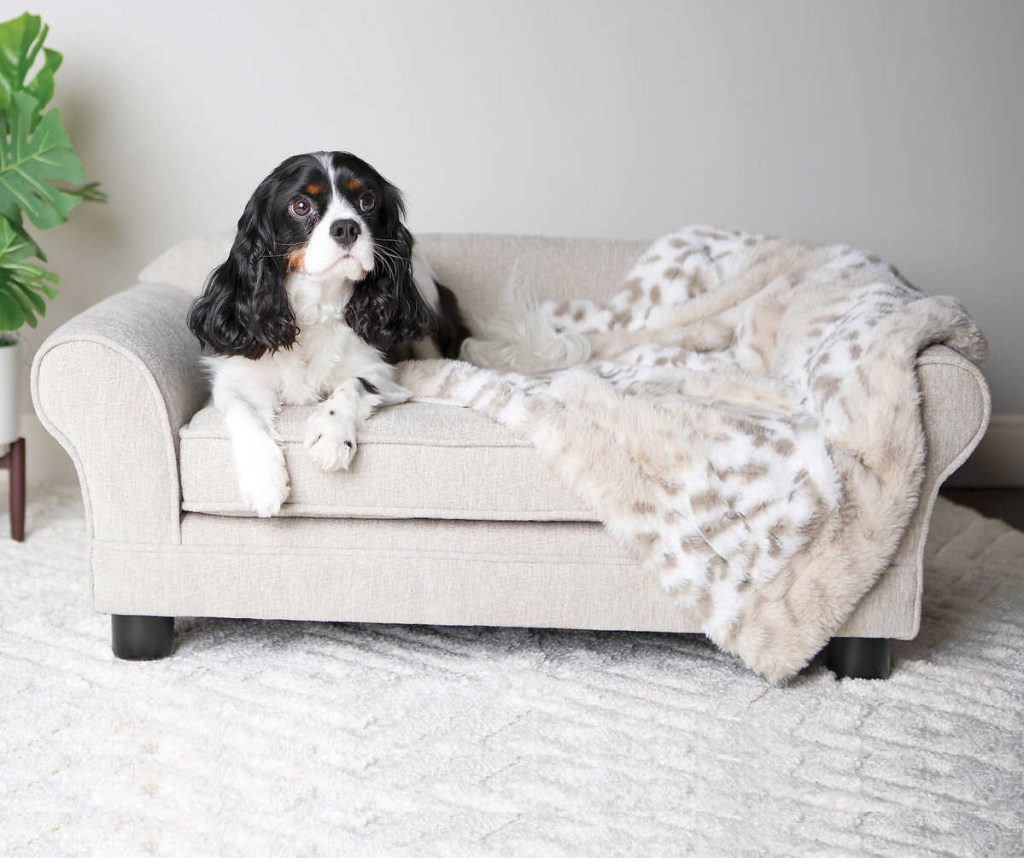 A cocker spaniel sitting on a La-Z-Boy couch for dogs